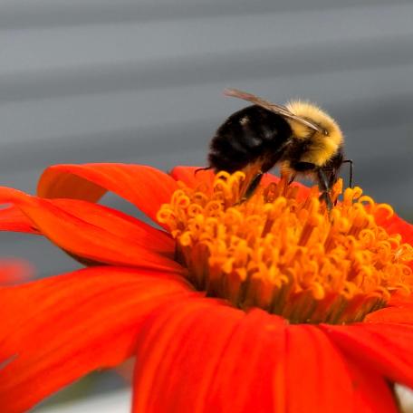 bumble bee