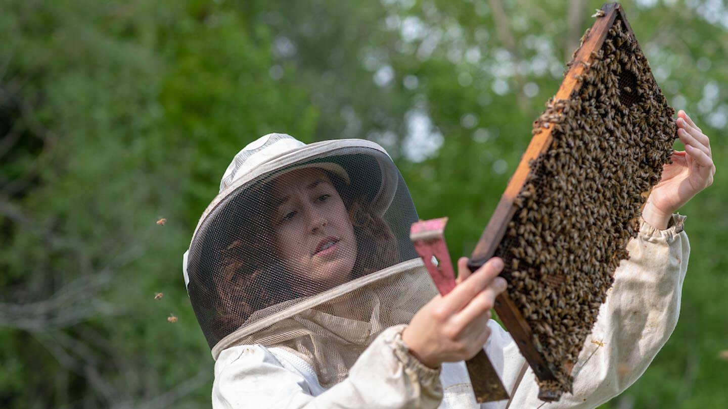 Sam Alger inspects a frame of bees